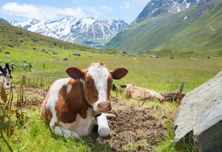 Bild-Nr: 12887303 Kälbchen im Dischmatal Erstellt von: SusaZoom