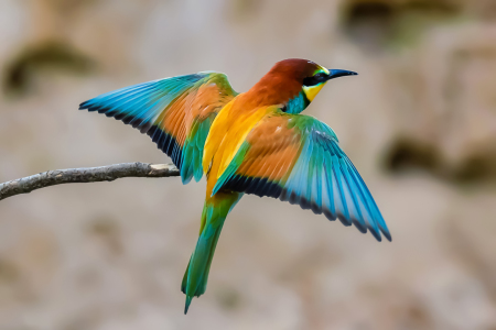 Bild-Nr: 12890353 Bienenfresser - Fertig zum Flug Erstellt von: uh-Photography