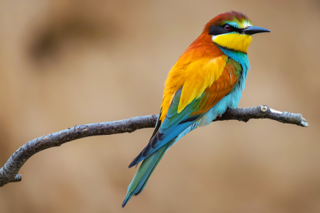 Bild-Nr: 12890927 Bienenfresser  Erstellt von: uh-Photography