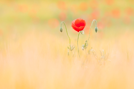 Bild-Nr: 12907531 zarte Mohnblüte Erstellt von: Daniela Beyer