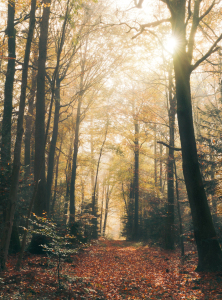 Bild-Nr: 12909121 Waldweg mit Sonnenschein und Dunst im Herbst Erstellt von: Smileus