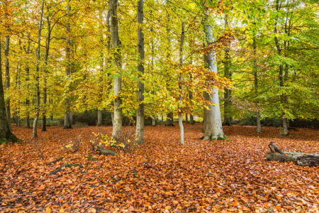 Bild-Nr: 12919262 Buchen im Blattgold Erstellt von: Ursula Reins