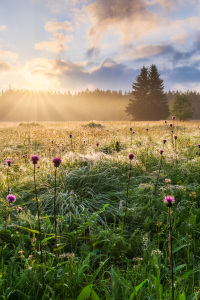 Bild-Nr: 12923734 Sommermorgen im Erzgebirge Erstellt von: Daniela Beyer