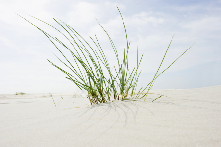 Bild-Nr: 12936196 Gräser 1 Erstellt von: danielschoenen