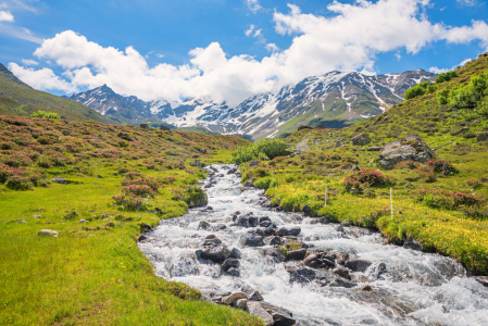Bild-Nr: 12937996 Dischmabach und Alpenrosen am Dürrboden Schweiz Erstellt von: SusaZoom
