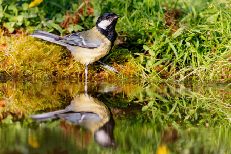 Bild-Nr: 12938990 Kohlmeise Erstellt von: DirkR