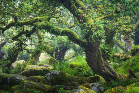 Bild-Nr: 12060855 Eichenwald in England Erstellt von: Stefan Imig