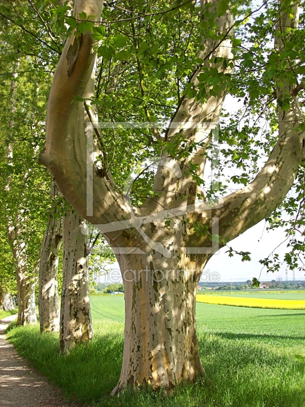 frei wählbarer Bildausschnitt für Ihr Bild auf Tischdecke