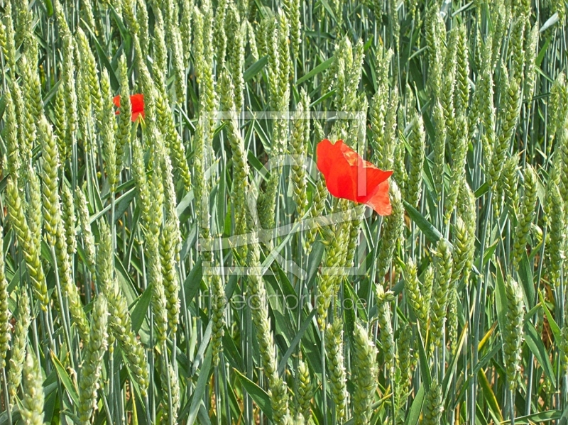 frei wählbarer Bildausschnitt für Ihr Bild auf Tischdecke