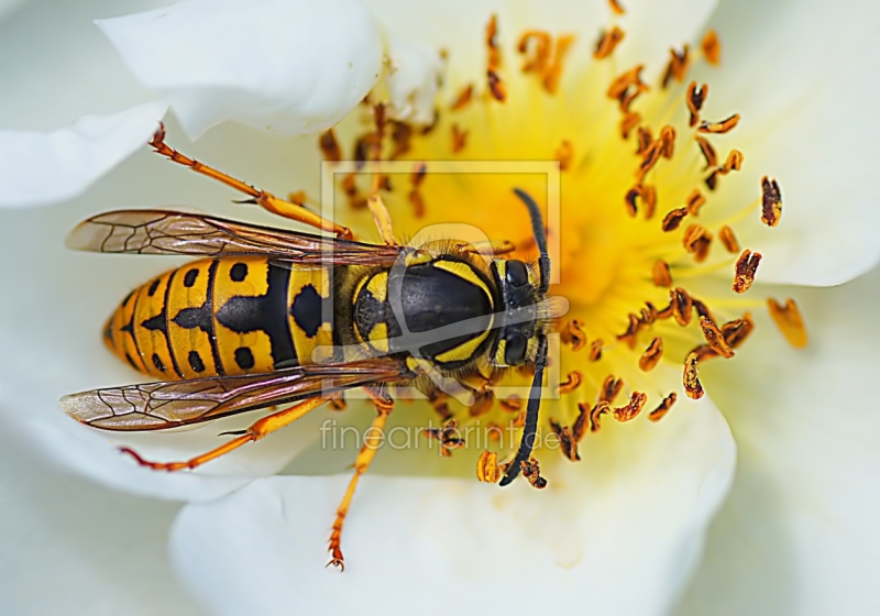 frei wählbarer Bildausschnitt für Ihr Bild auf Tischdecke