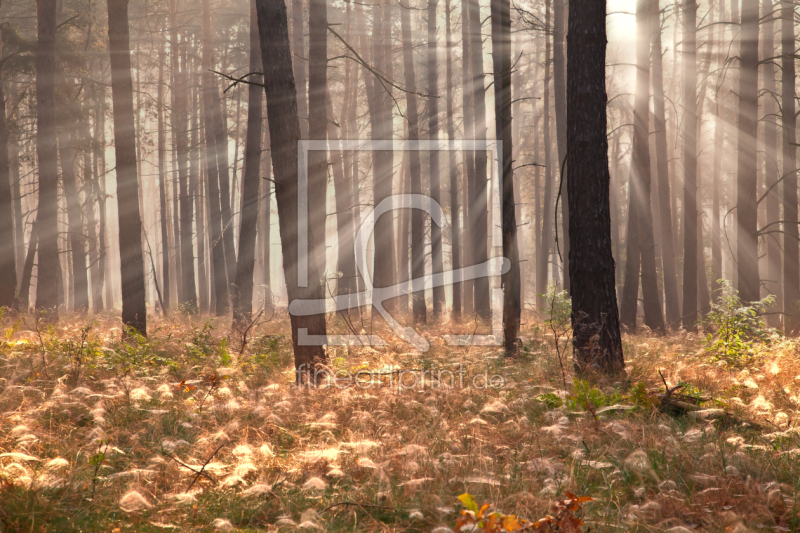 frei wählbarer Bildausschnitt für Ihr Bild auf Tischdecke