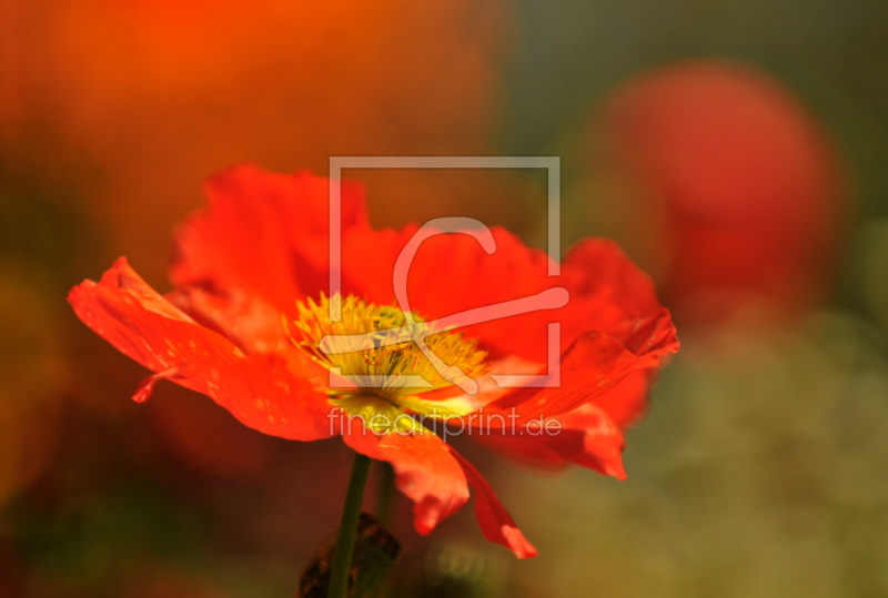frei w&auml;hlbarer Bildausschnitt f&uuml;r Ihr Bild auf Tischdecke
