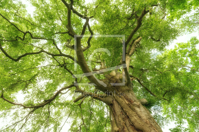 frei wählbarer Bildausschnitt für Ihr Bild auf Tischdecke
