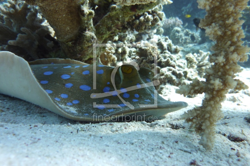 frei w&auml;hlbarer Bildausschnitt f&uuml;r Ihr Bild auf Tischdecke