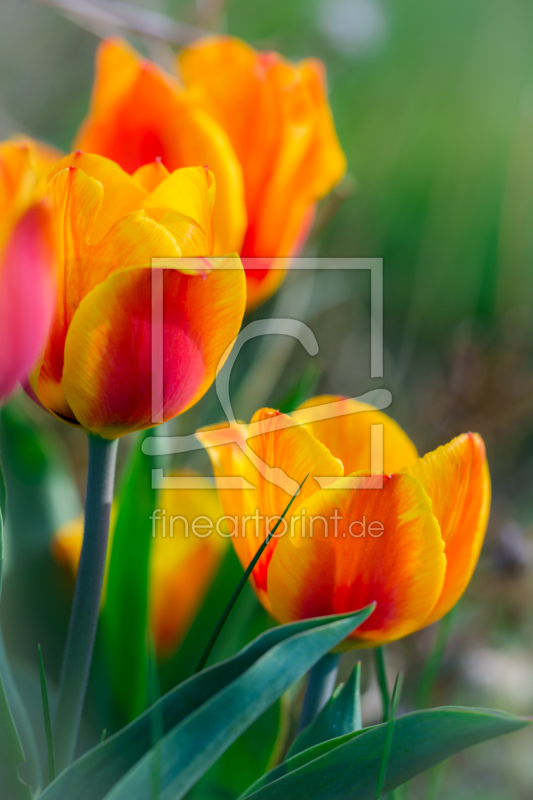 frei w&auml;hlbarer Bildausschnitt f&uuml;r Ihr Bild auf Tischdecke