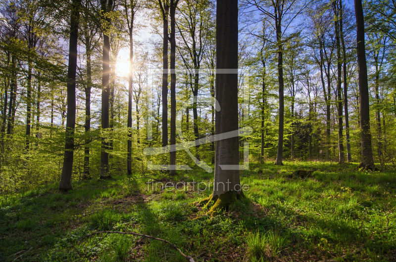 frei wählbarer Bildausschnitt für Ihr Bild auf Tischdecke