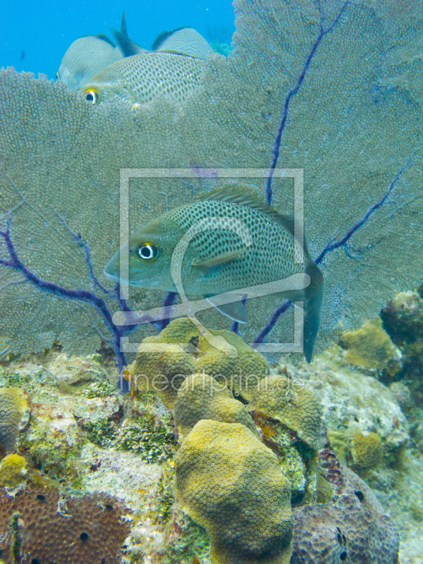 frei w&auml;hlbarer Bildausschnitt f&uuml;r Ihr Bild auf Tischdecke