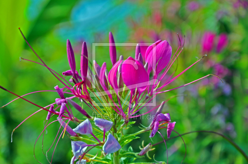 frei wählbarer Bildausschnitt für Ihr Bild auf Tischdecke