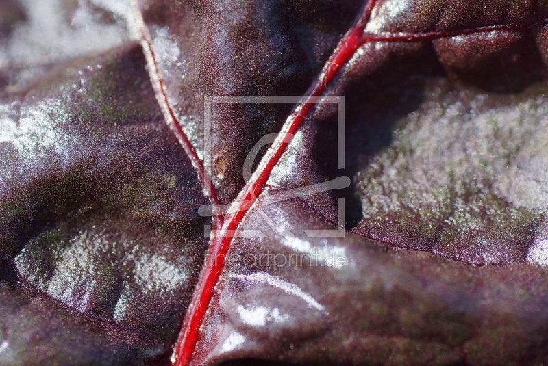 frei wählbarer Bildausschnitt für Ihr Bild auf Tischdecke