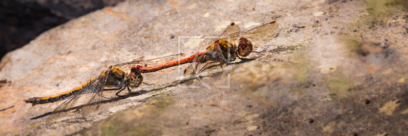 frei w&auml;hlbarer Bildausschnitt f&uuml;r Ihr Bild auf Tischdecke