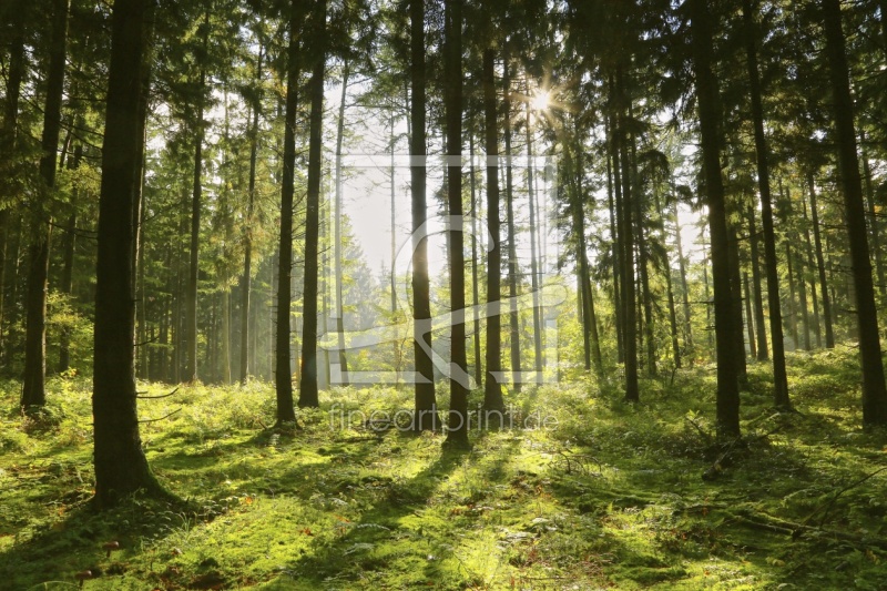 frei wählbarer Bildausschnitt für Ihr Bild auf Tischdecke