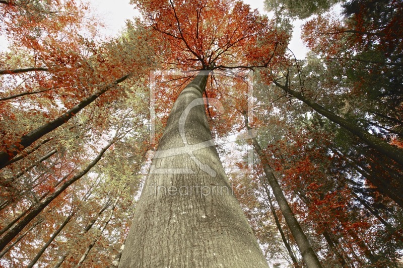 frei wählbarer Bildausschnitt für Ihr Bild auf Tischdecke
