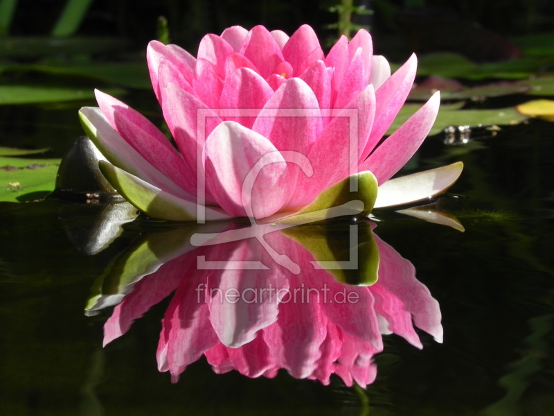 frei w&auml;hlbarer Bildausschnitt f&uuml;r Ihr Bild auf Tischdecke