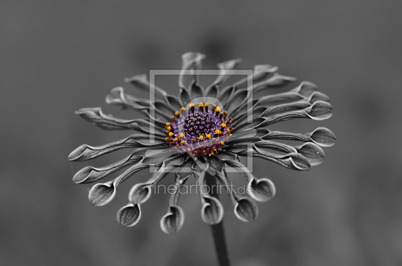 frei wählbarer Bildausschnitt für Ihr Bild auf Tischdecke