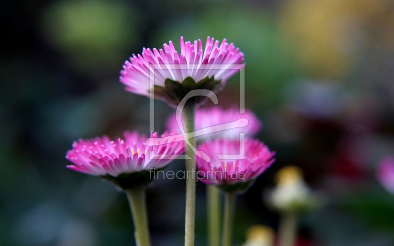 frei wählbarer Bildausschnitt für Ihr Bild auf Tischdecke