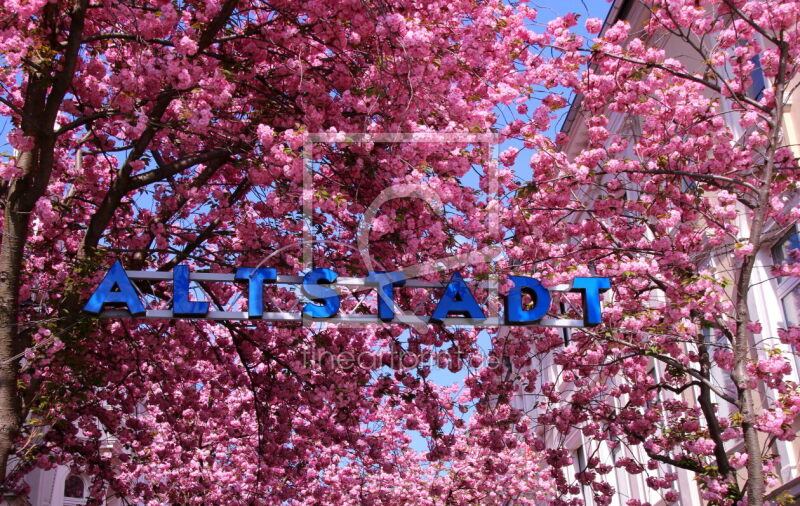 frei wählbarer Bildausschnitt für Ihr Bild auf Tischdecke