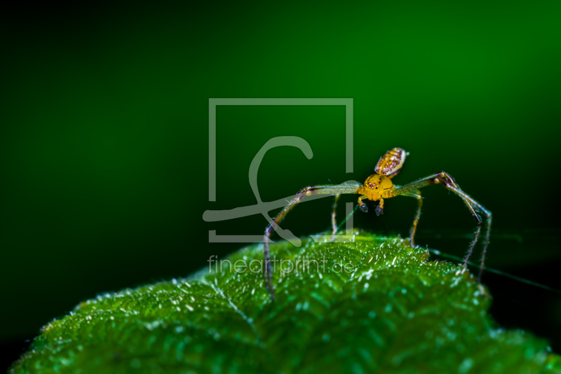 frei wählbarer Bildausschnitt für Ihr Bild auf Tischdecke