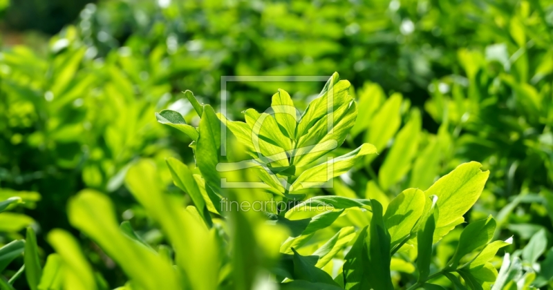 frei wählbarer Bildausschnitt für Ihr Bild auf Tischdecke