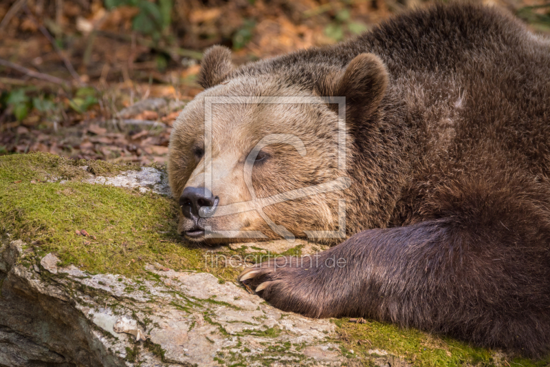 frei wählbarer Bildausschnitt für Ihr Bild auf Tischdecke