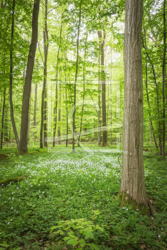 frei wählbarer Bildausschnitt für Ihr Bild auf Tischdecke