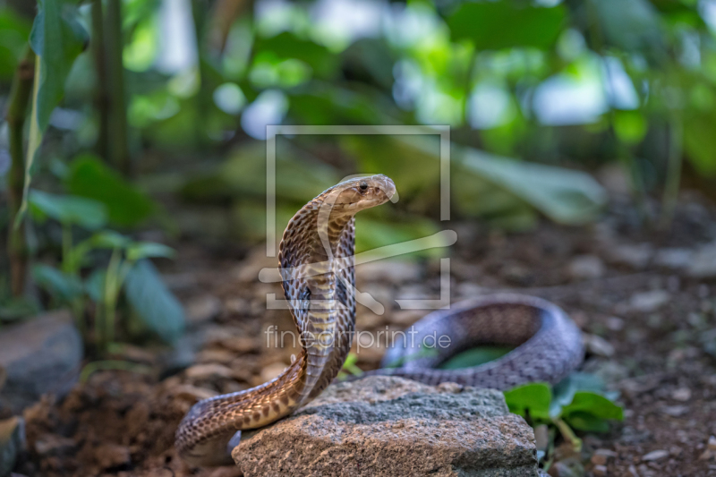 frei w&auml;hlbarer Bildausschnitt f&uuml;r Ihr Bild auf Tischdecke