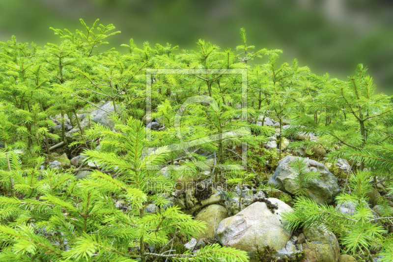 frei wählbarer Bildausschnitt für Ihr Bild auf Tischdecke