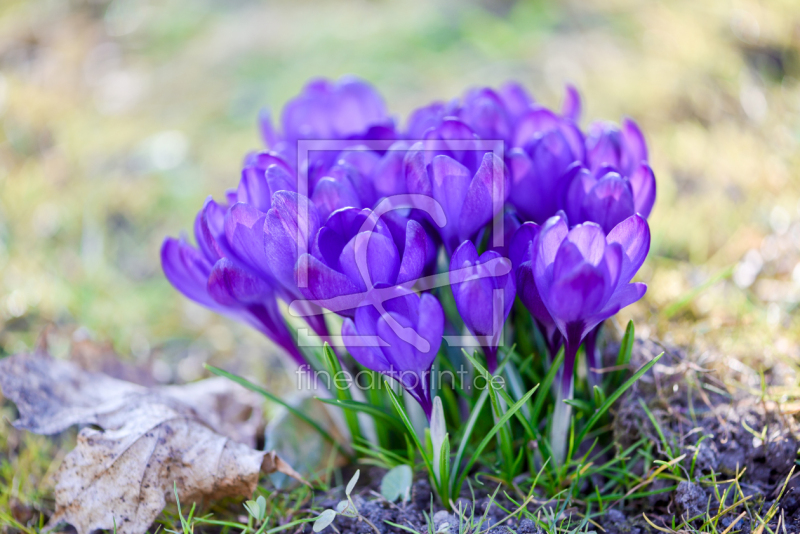 frei w&auml;hlbarer Bildausschnitt f&uuml;r Ihr Bild auf Tischdecke