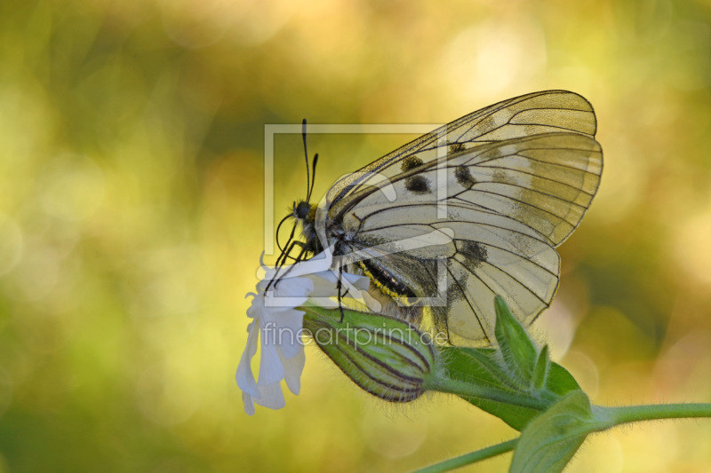 frei wählbarer Bildausschnitt für Ihr Bild auf Tischdecke