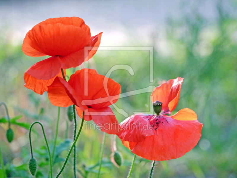 frei wählbarer Bildausschnitt für Ihr Bild auf Tischdecke