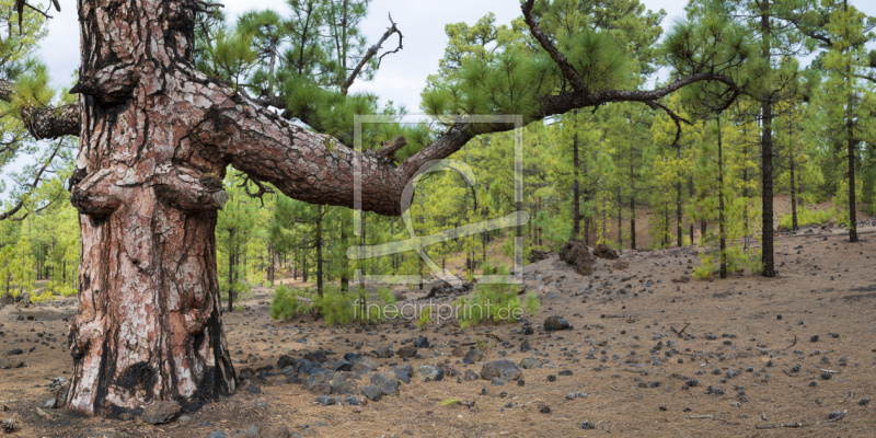 frei w&auml;hlbarer Bildausschnitt f&uuml;r Ihr Bild auf Tischdecke