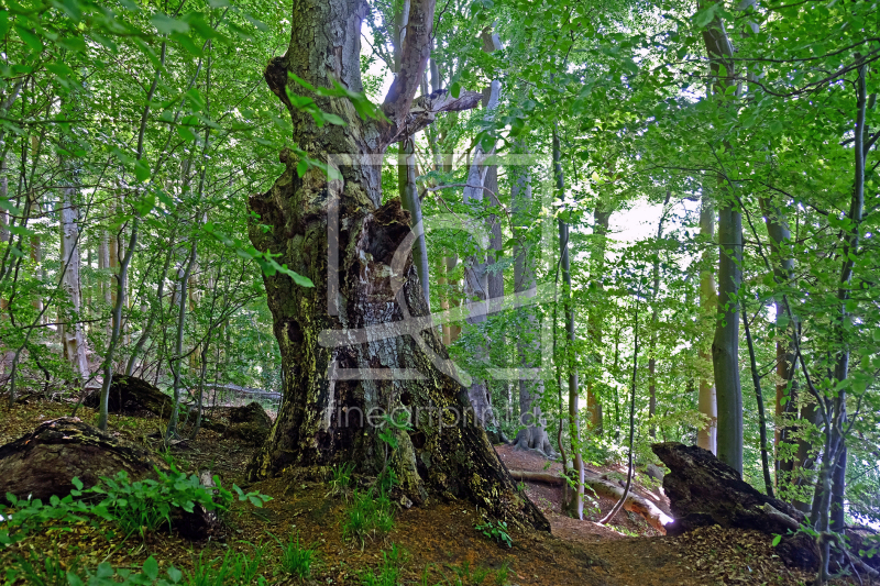 frei wählbarer Bildausschnitt für Ihr Bild auf Tischdecke
