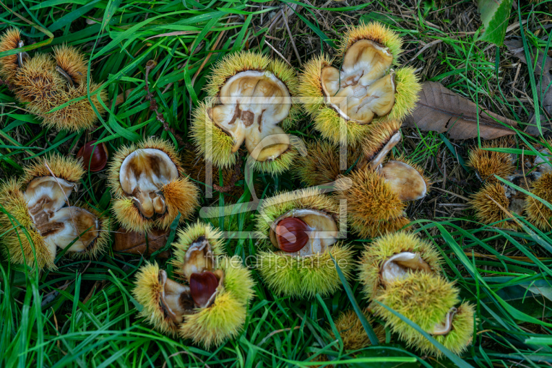 frei w&auml;hlbarer Bildausschnitt f&uuml;r Ihr Bild auf Tischdecke