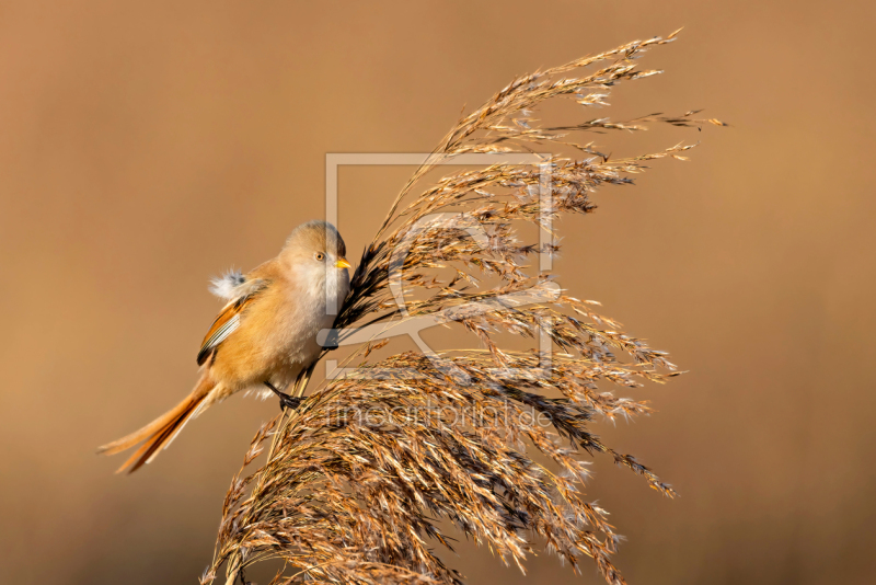 frei w&auml;hlbarer Bildausschnitt f&uuml;r Ihr Bild auf Tischdecke