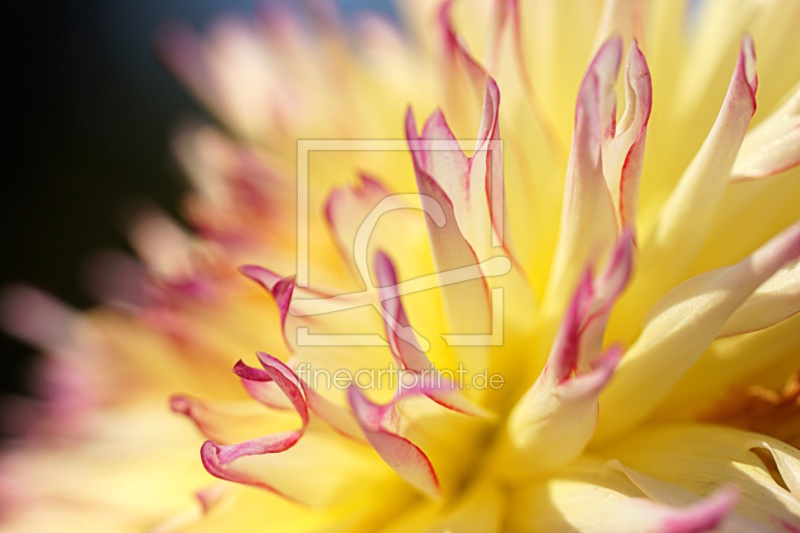 frei w&auml;hlbarer Bildausschnitt f&uuml;r Ihr Bild auf Tischdecke