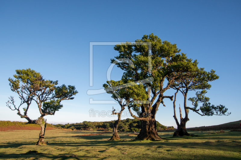 frei wählbarer Bildausschnitt für Ihr Bild auf Tischdecke