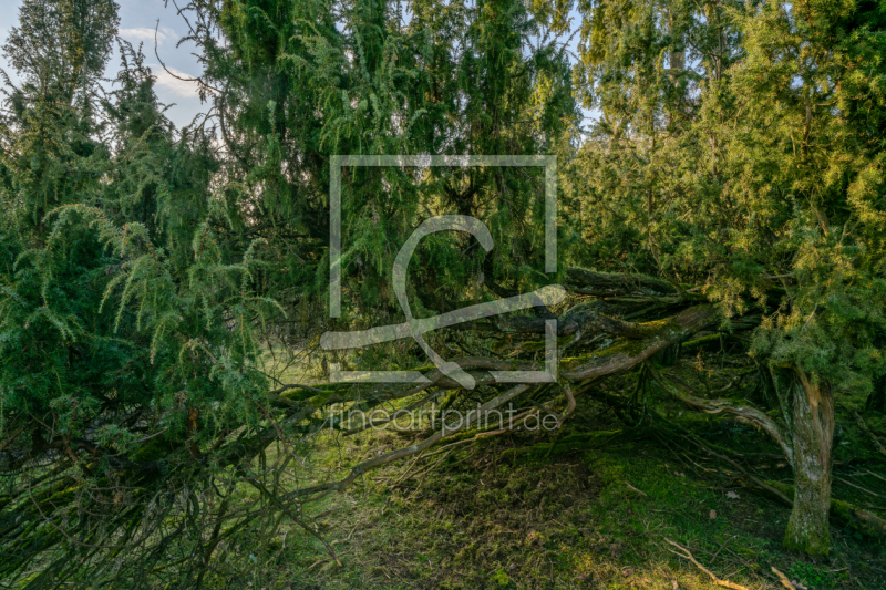 frei wählbarer Bildausschnitt für Ihr Bild auf Tischdecke
