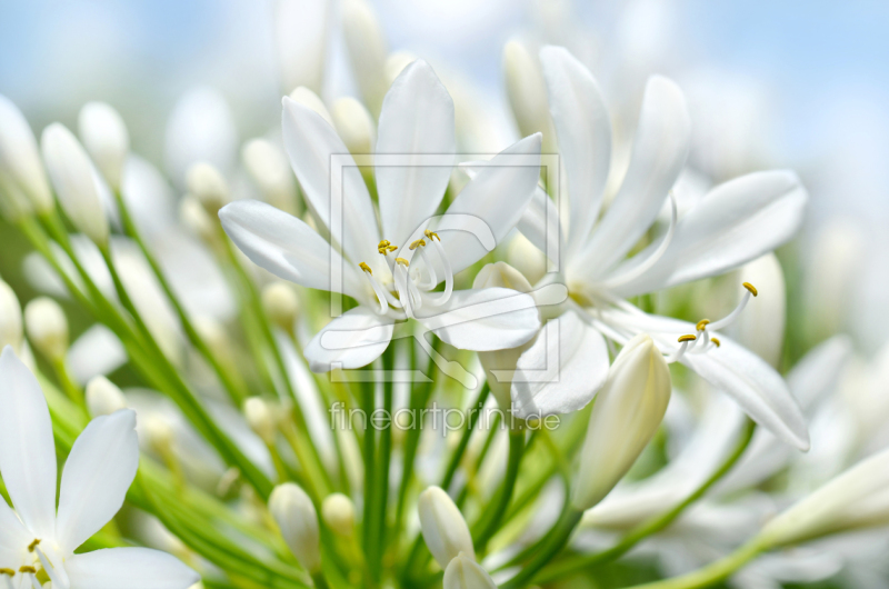 frei wählbarer Bildausschnitt für Ihr Bild auf Tischdecke