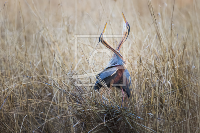 frei wählbarer Bildausschnitt für Ihr Bild auf Tischdecke