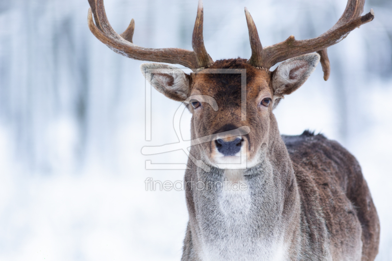 frei wählbarer Bildausschnitt für Ihr Bild auf Tischdecke
