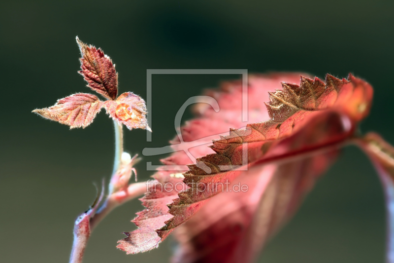 frei w&auml;hlbarer Bildausschnitt f&uuml;r Ihr Bild auf Tischdecke
